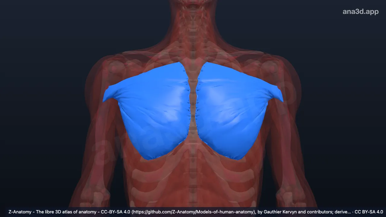 3D model: sternocostal head of pectoralis major muscle