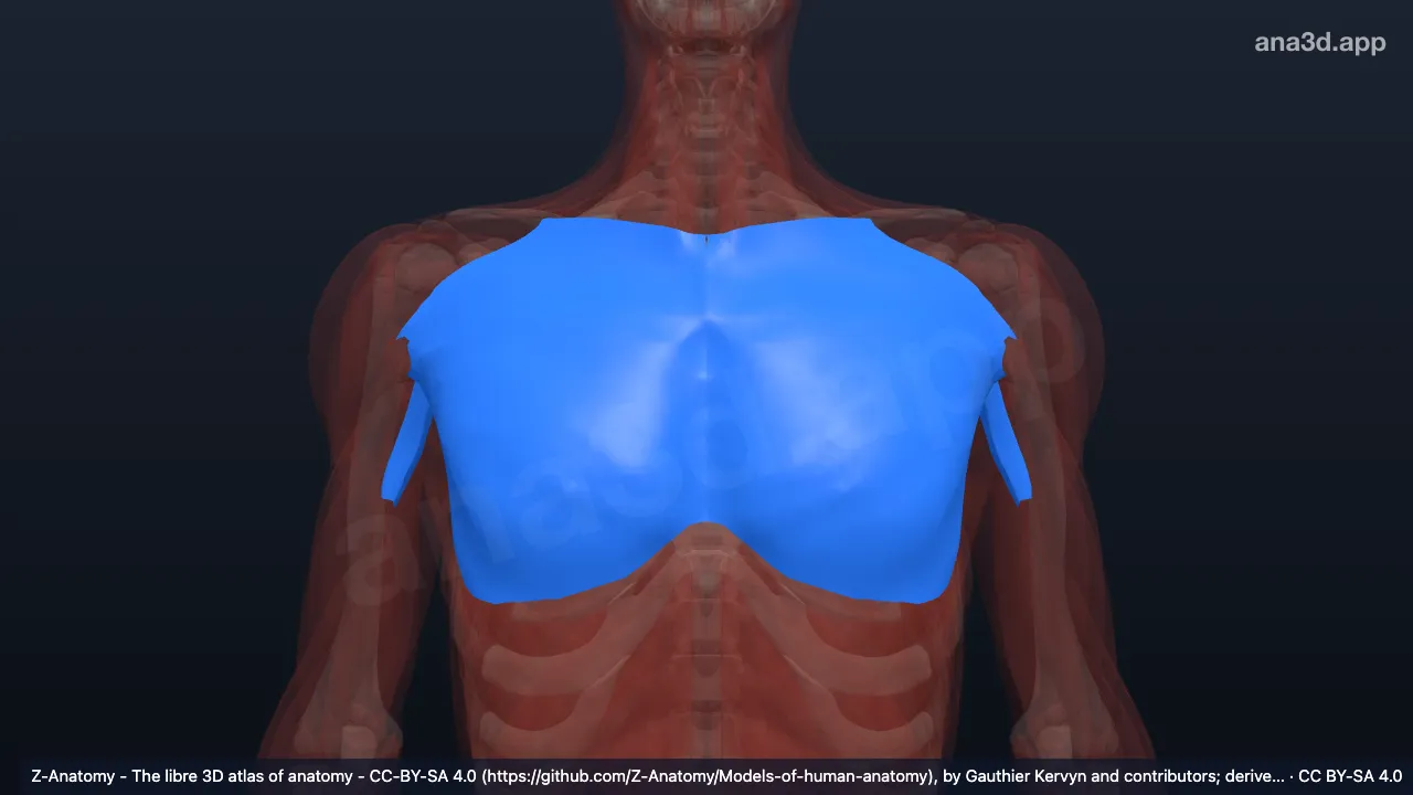 3D model: fasciae of thorax