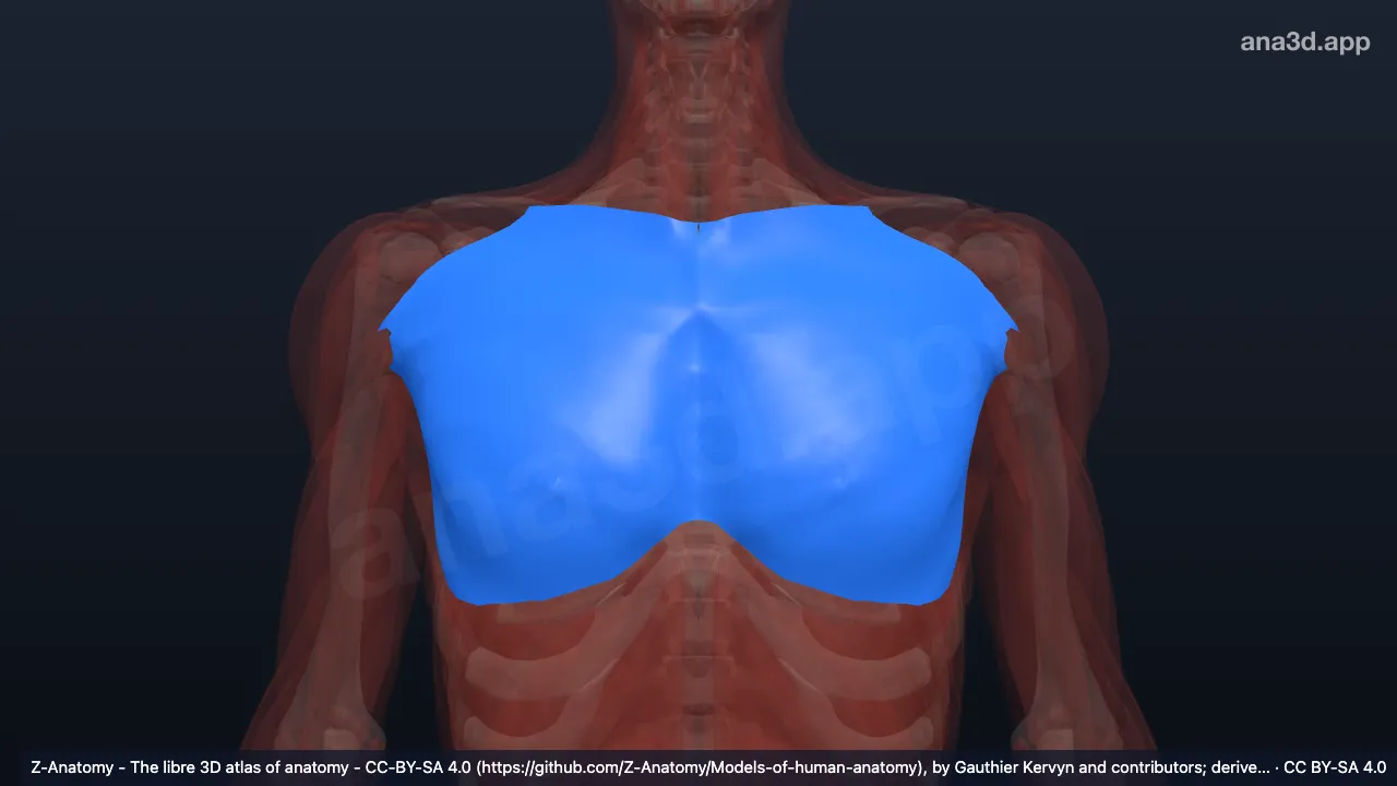 Mô hình 3D: Mạc ngực