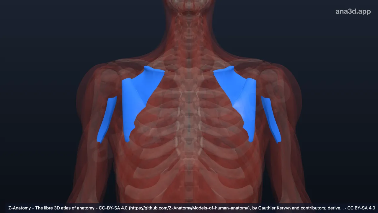 3D model: clavipectoral fascia