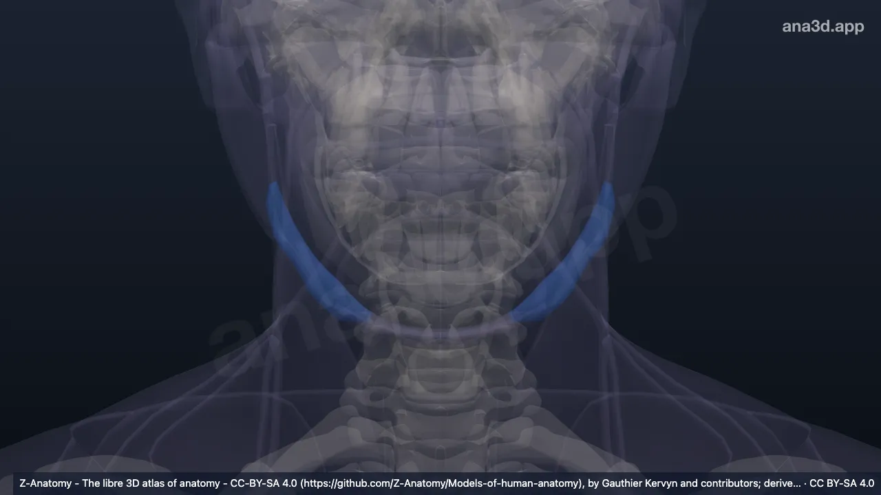3D-Modell: Trigonum submandibulare