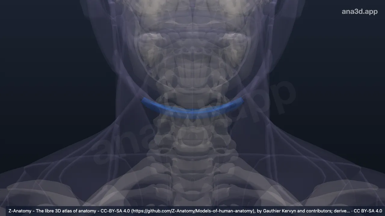 3D model: submental triangle