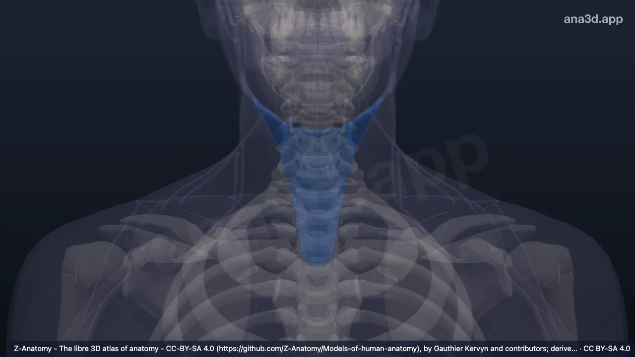 3D model: infrahyoid region
