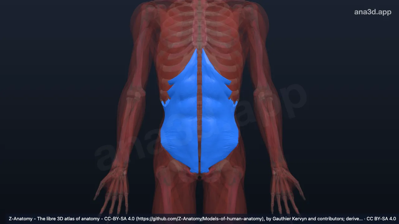 Mô hình 3D: Phần bụng của hệ cơ
