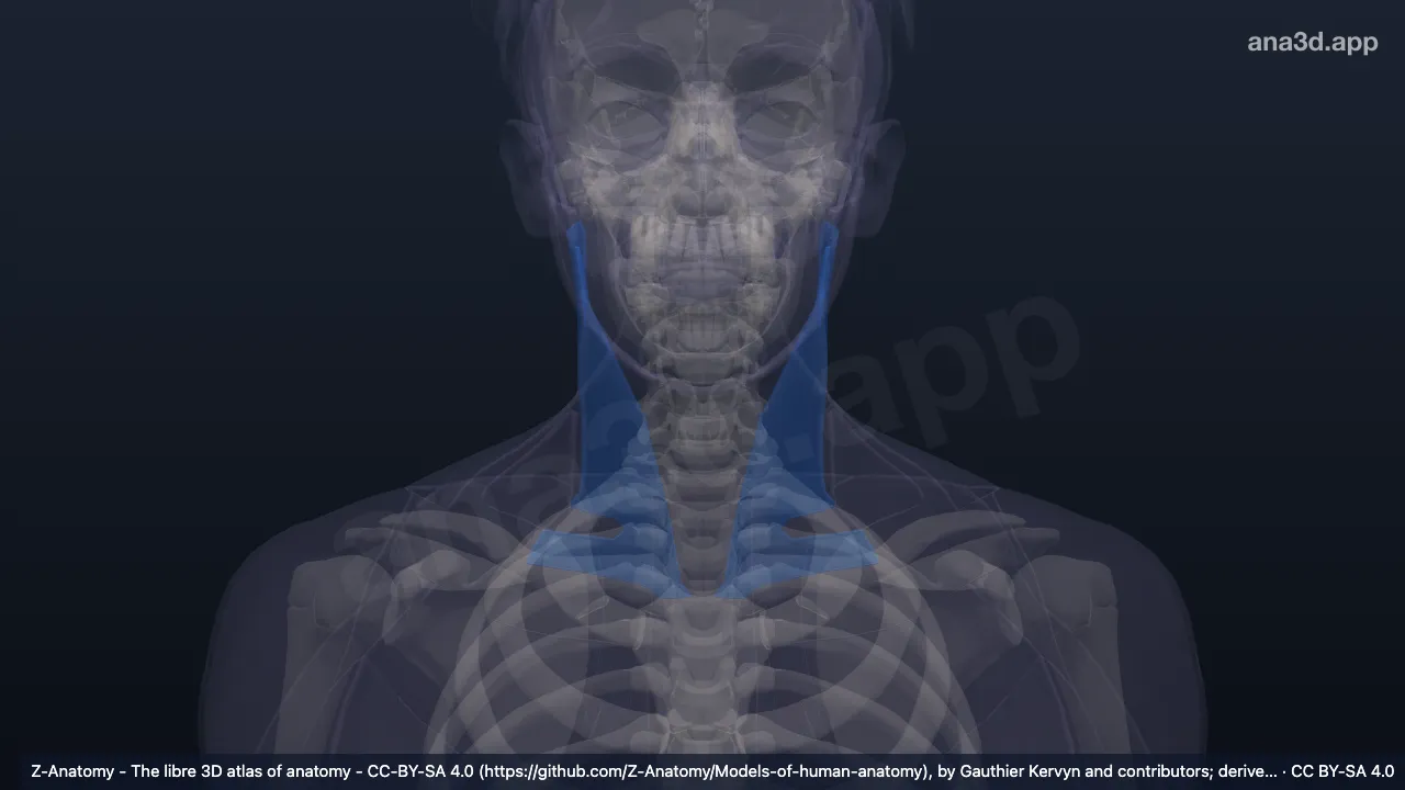 Modelo 3D: Región esternocleidomastoidea