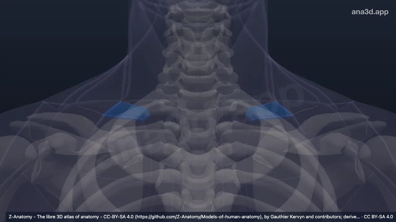 Modelo 3D: Fossa supraclavicular menor