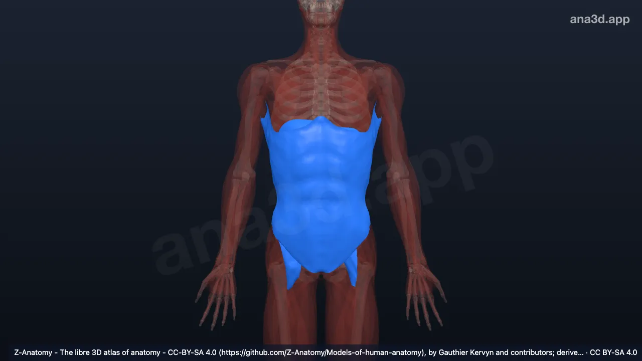3D-Modell: Fascia abdominalis superficialis