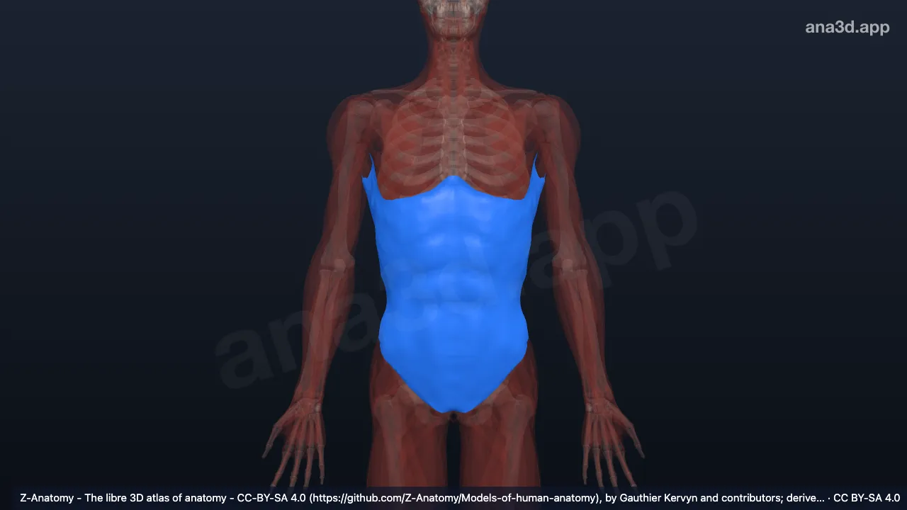 3D-Modell: Fascia investiens abdominis