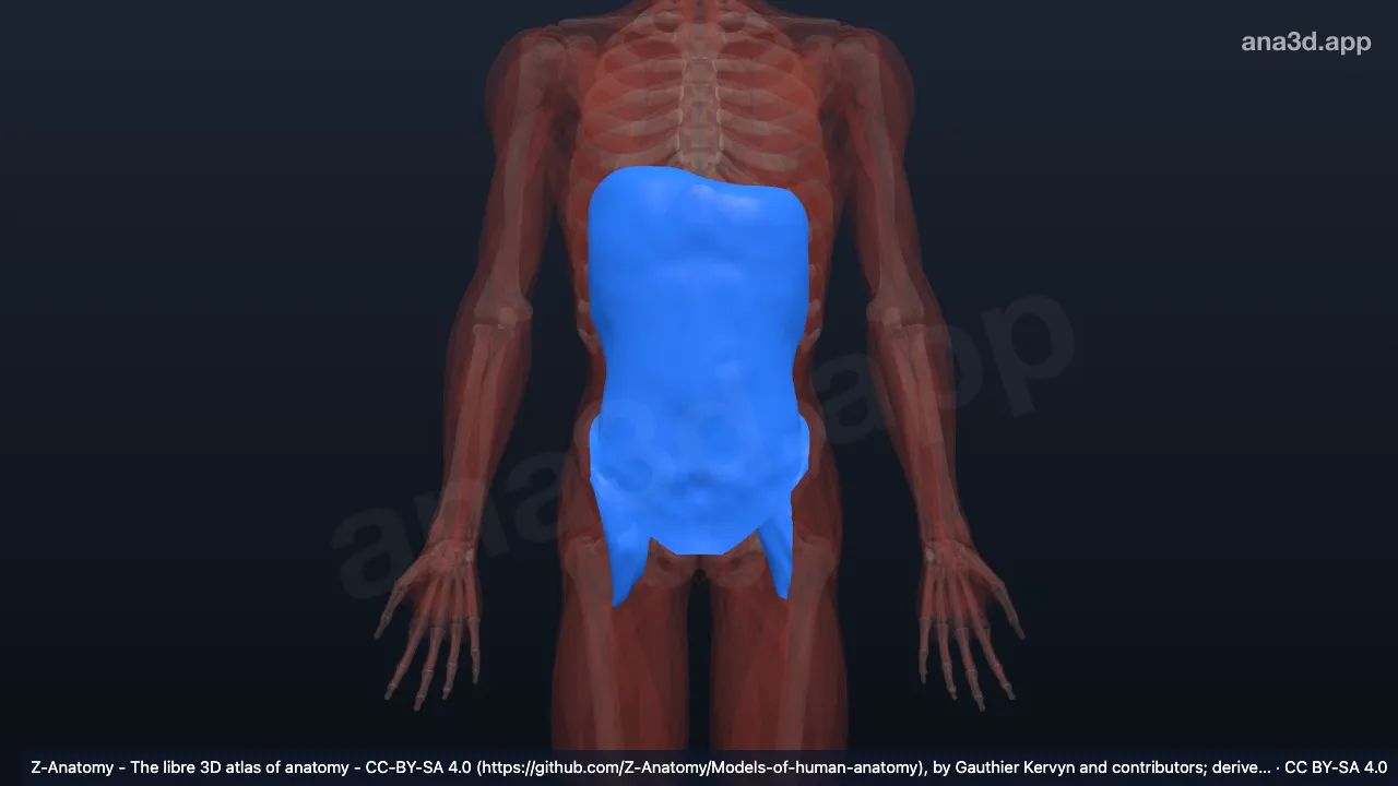 3D-Modell: Fascia endoabdominalis
