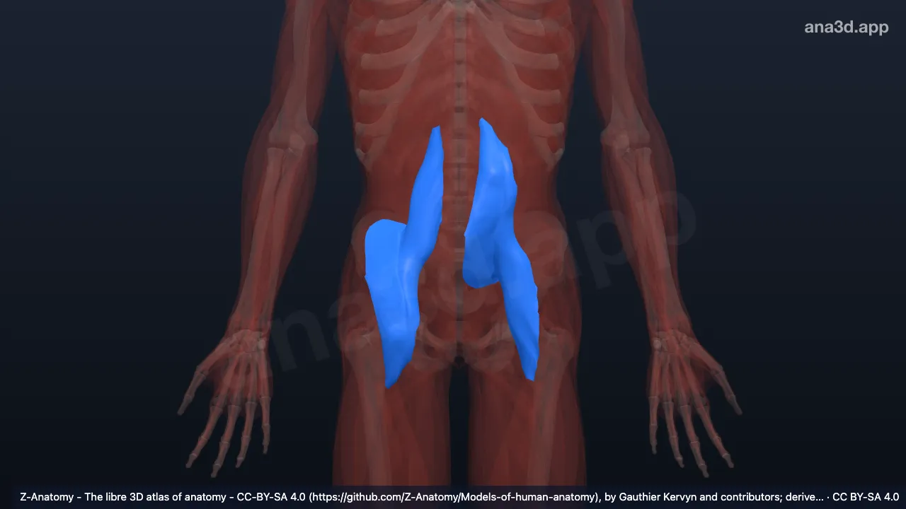 3D model: iliopsoas fascia