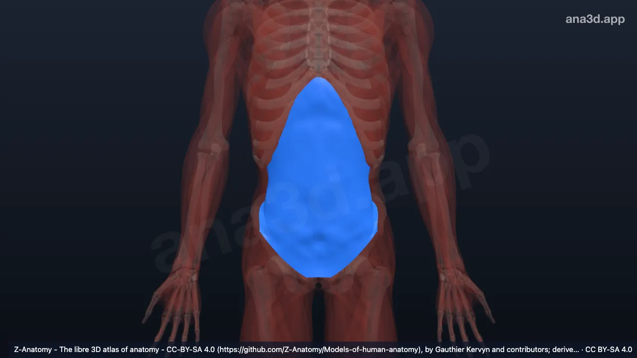 Mô hình 3D: Mạc ngang