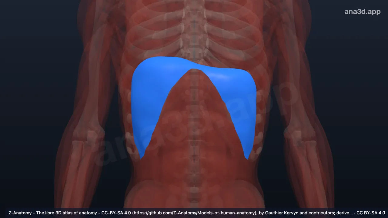 3D model: diaphragmatic fascia