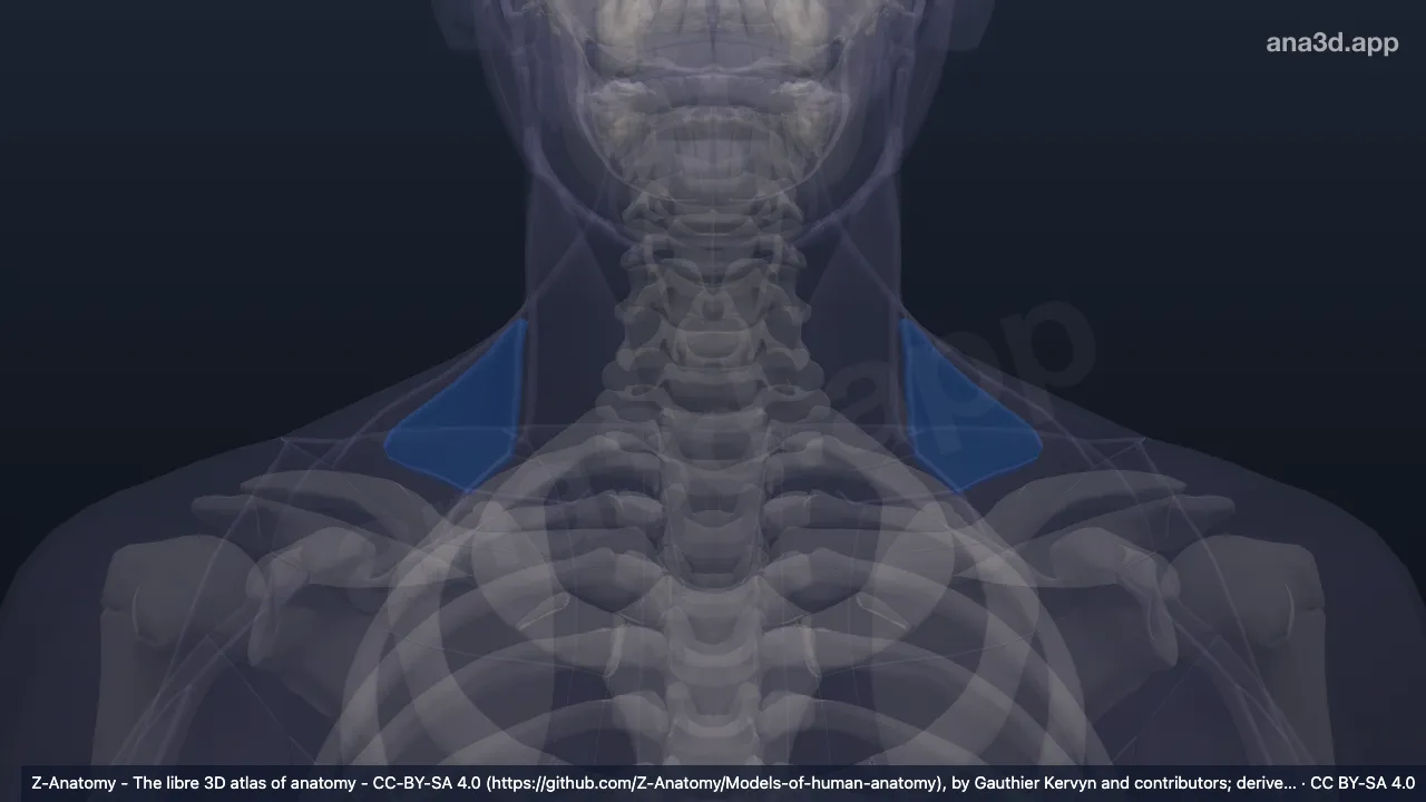 Modèle 3D : Grande fosse supraclaviculaire