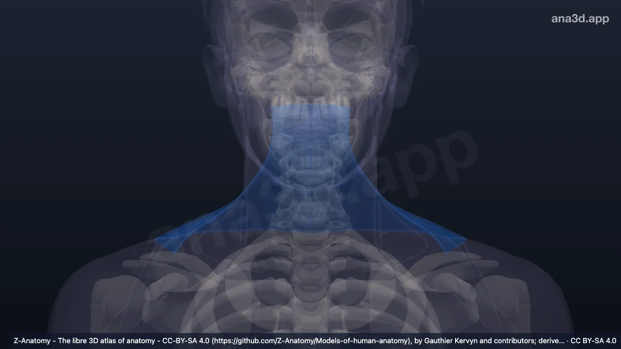 3D-Modell: Regio cervicalis posterior