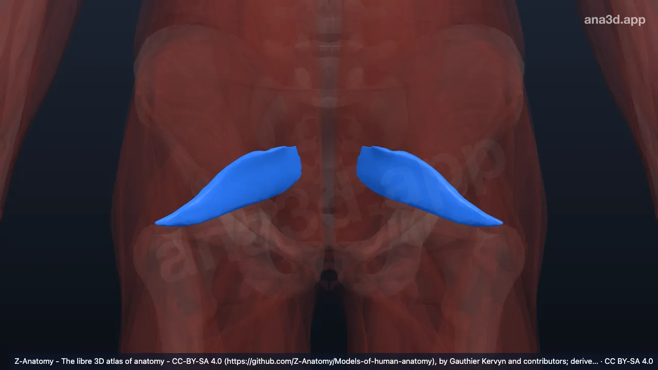 3D-Modell: Fascia musculi piriformis