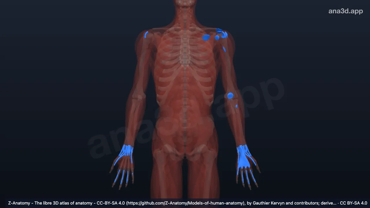 3D 模型：上肢肌系统