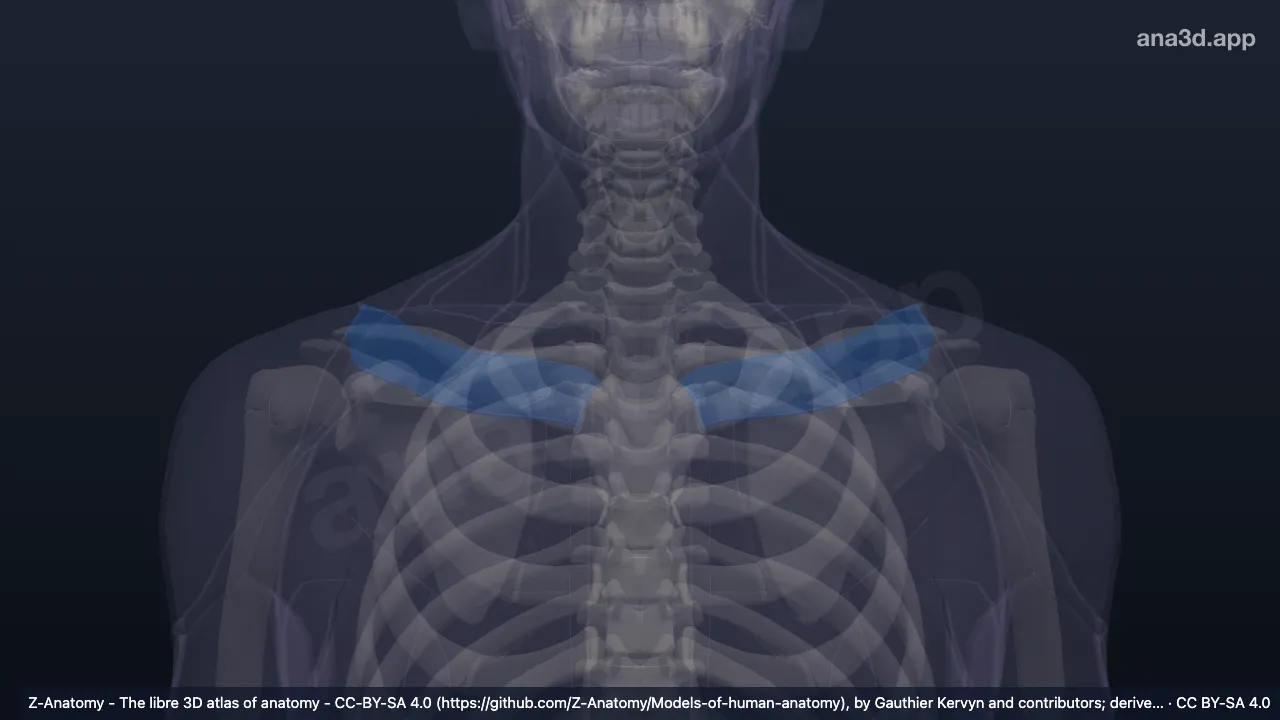 Modelo 3D: Fosa infraclavicular