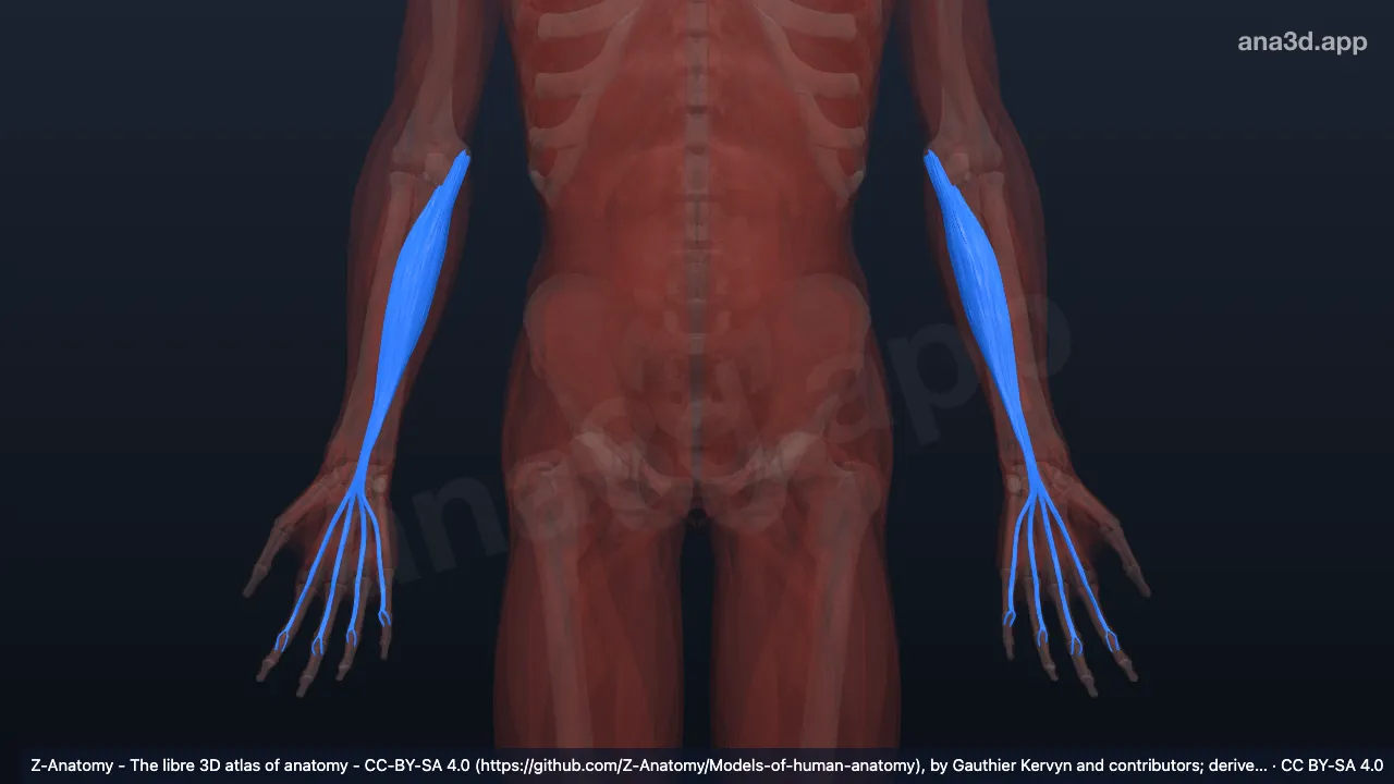 Modelo 3D: Cabeza humeroulnar del flexor superficial de los dedos