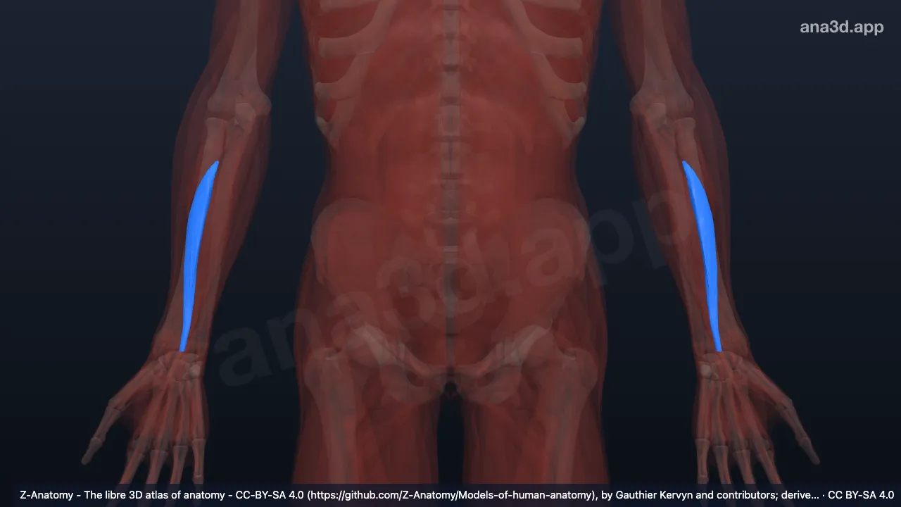 Modelo 3D: Cabeça radial do flexor superficial dos dedos