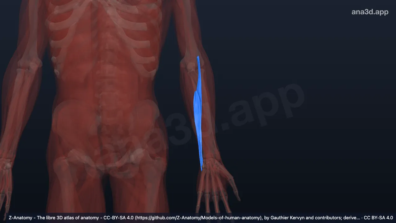 3D 模型：前臂后骨筋膜鞘