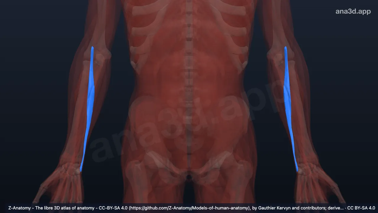 3D-Modell: Humeraler Kopf des Musculus extensor carpi ulnaris