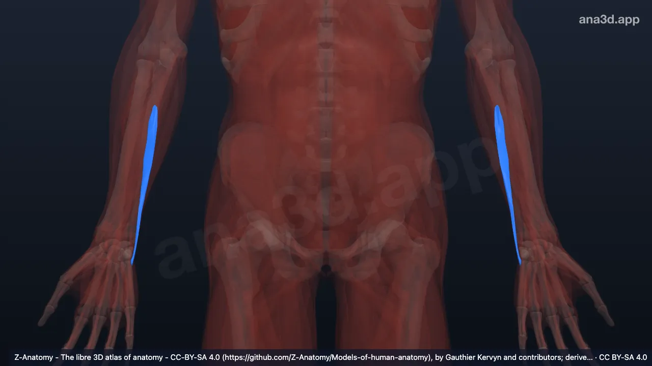 3D 模型：尺侧腕伸肌尺骨头