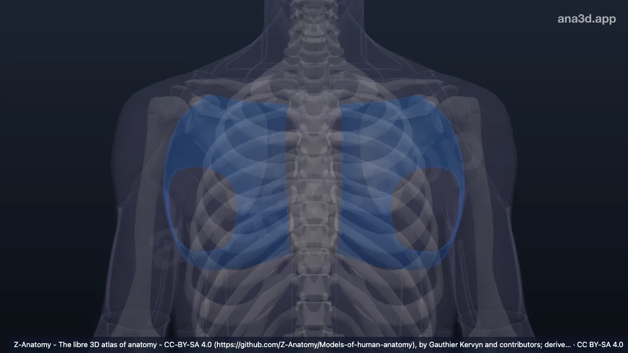 Modelo 3D: Región pectoral