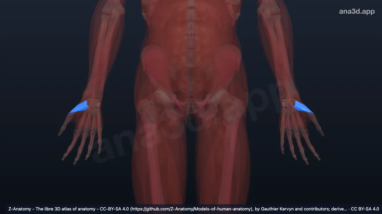 3D model: deep head of flexor pollicis brevis