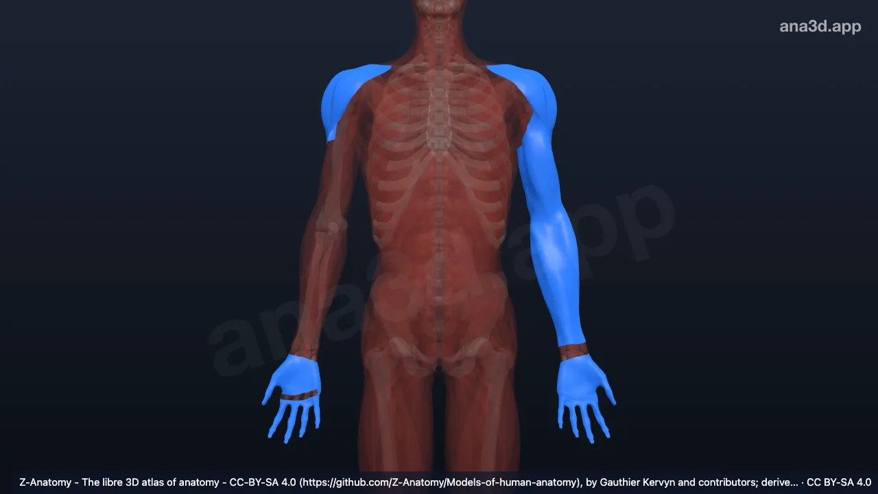 3D-Modell: Faszien der oberen Extremität