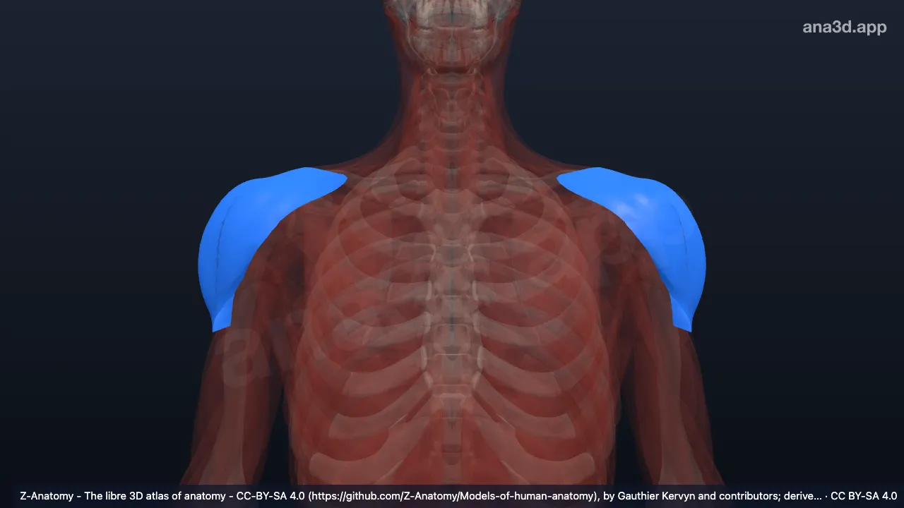3D model: deltoid fascia