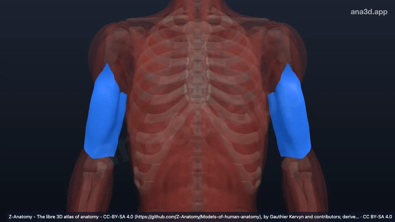 3D model: brachial fascia
