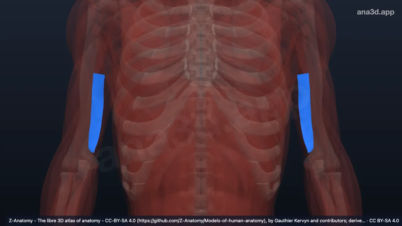 3D-Modell: Septum intermusculare brachii mediale