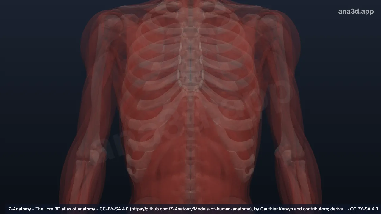 3D model: lateral intermuscular septum of arm