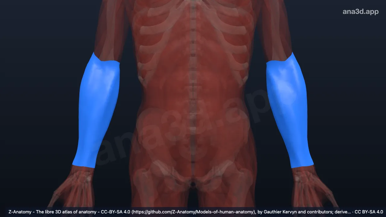 3D-Modell: Fascia antebrachii