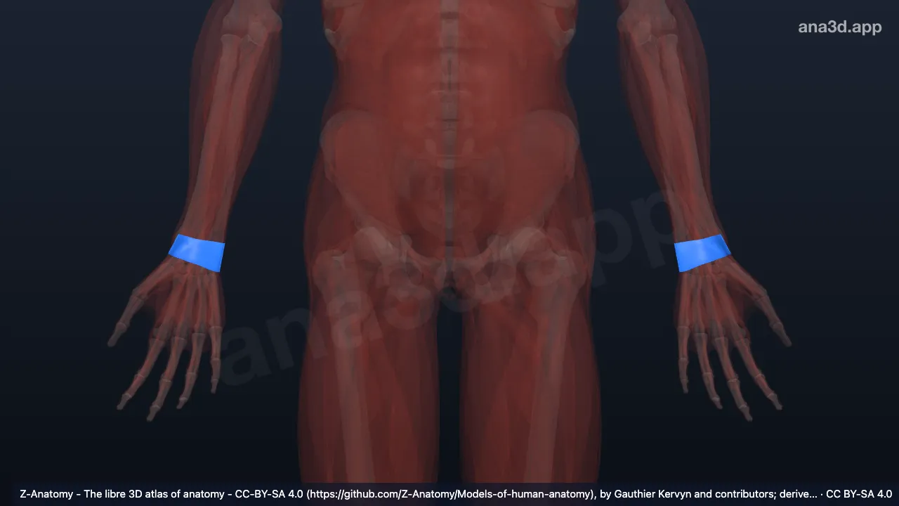 3D model: extensor retinaculum of wrist