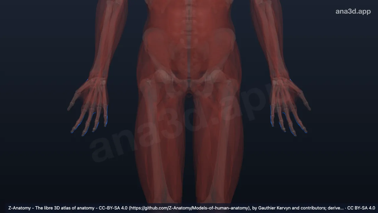3D-Modell: Fascia dorsalis manus