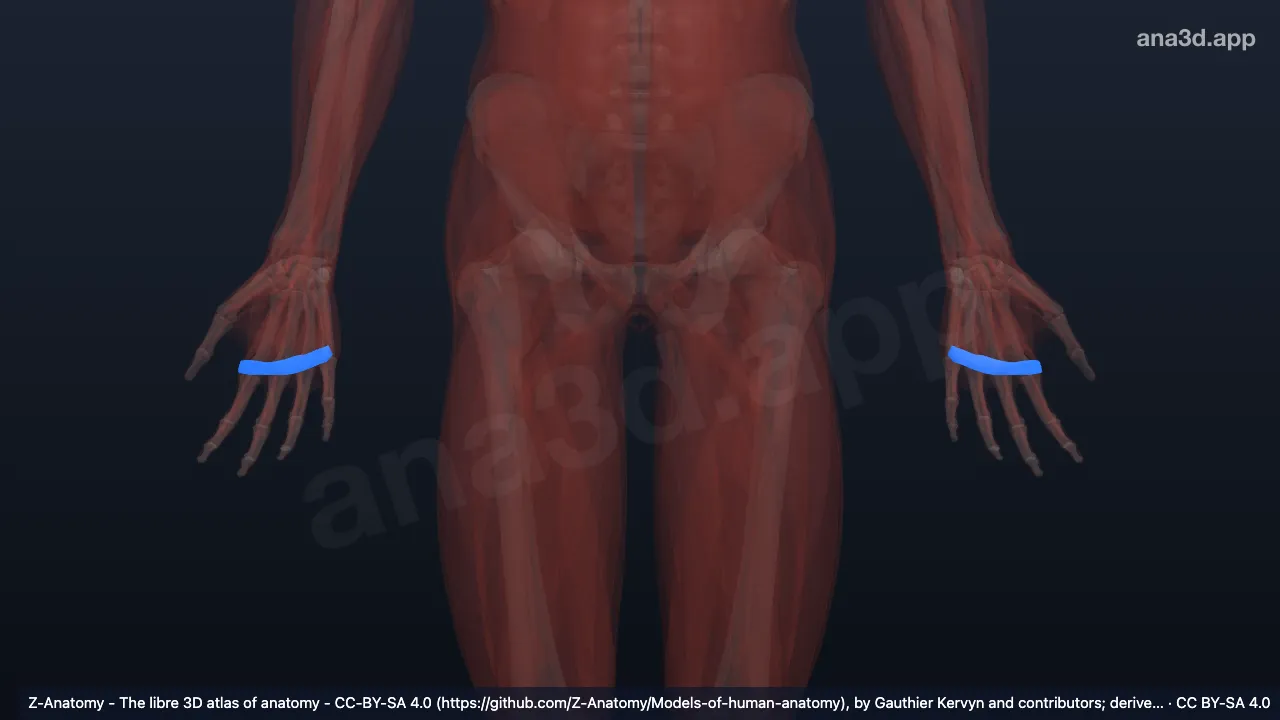 Modelo 3D: Ligamento metacarpal transverso superficial