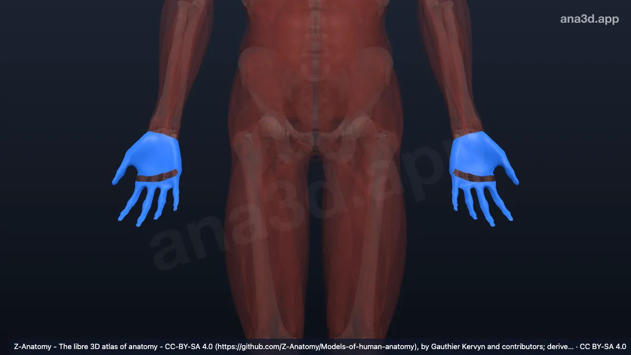 Modelo 3D: Aponeurose palmar