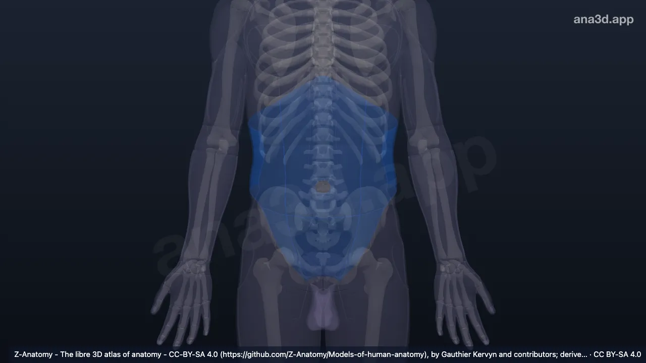 Mô hình 3D: Các vùng bụng