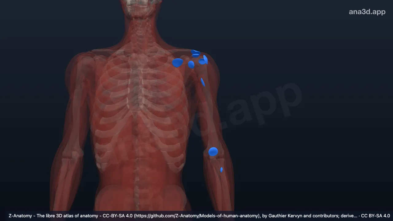 Modelo 3D: Bolsas del miembro superior
