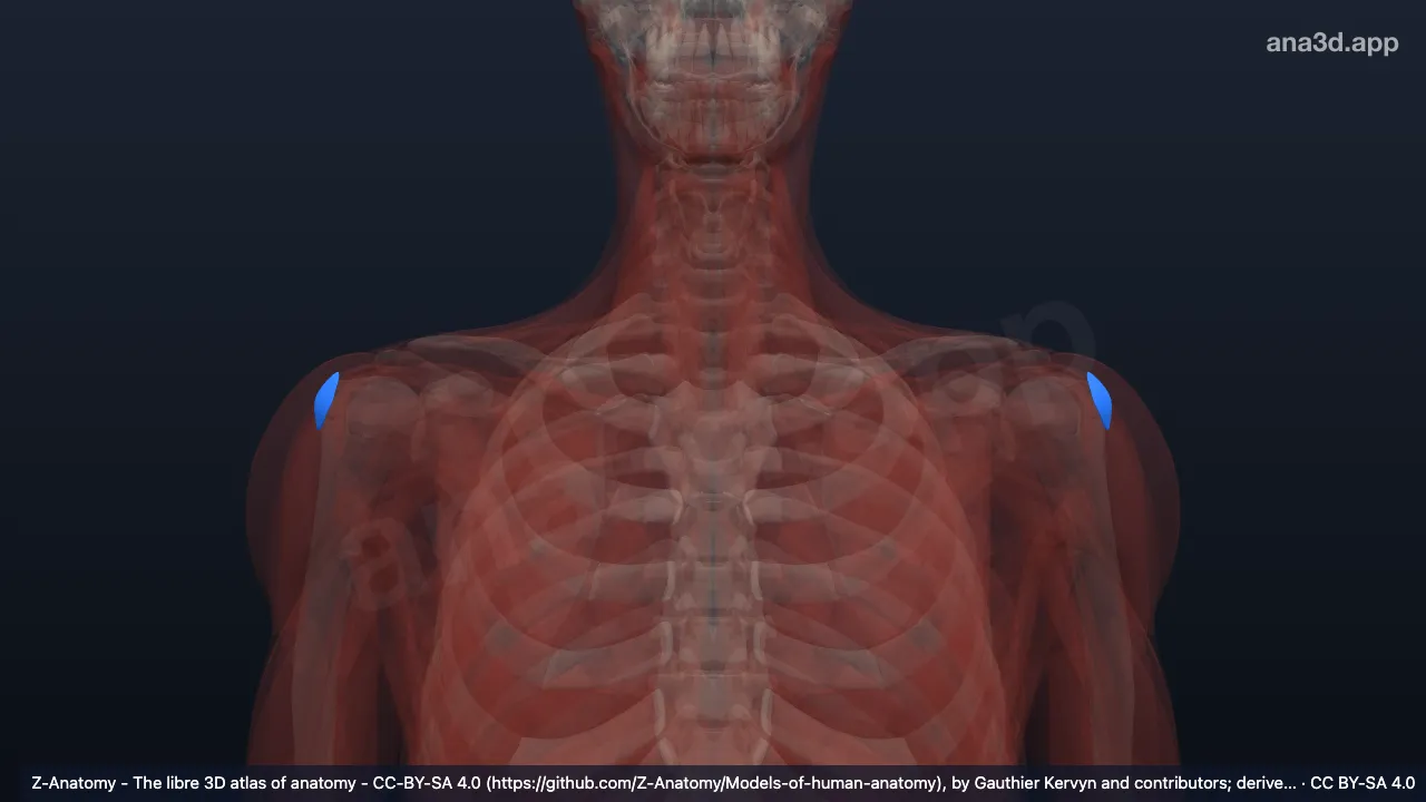 3D-Modell: Bursa subdeltoidea