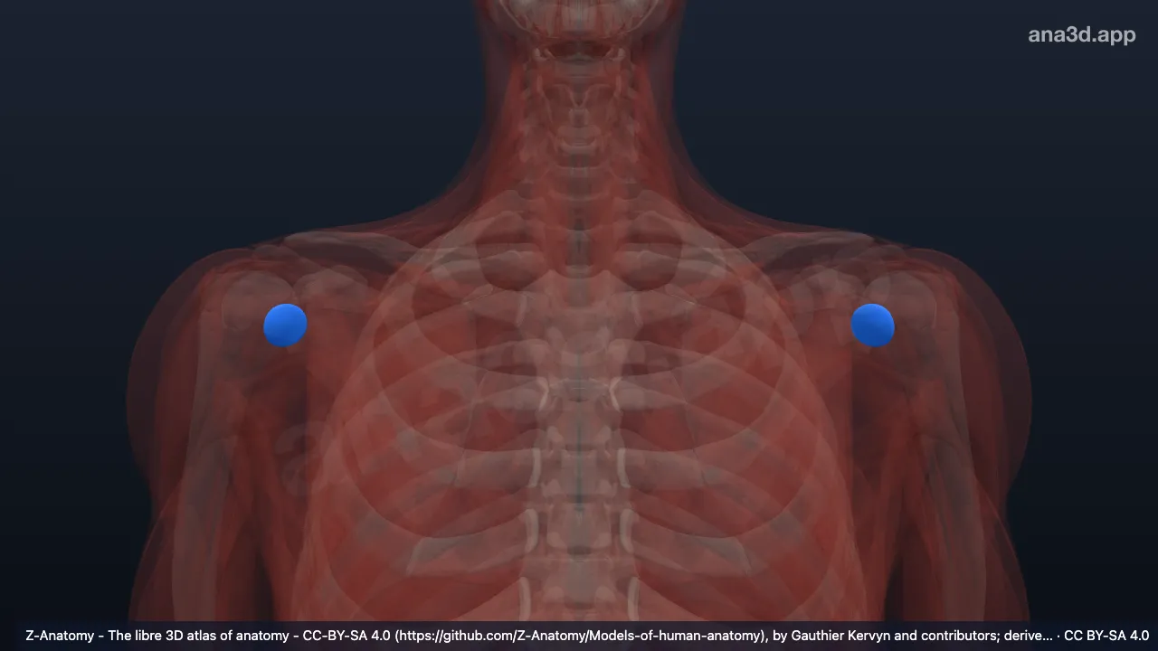 3D model: (Coracobrachial bursa)