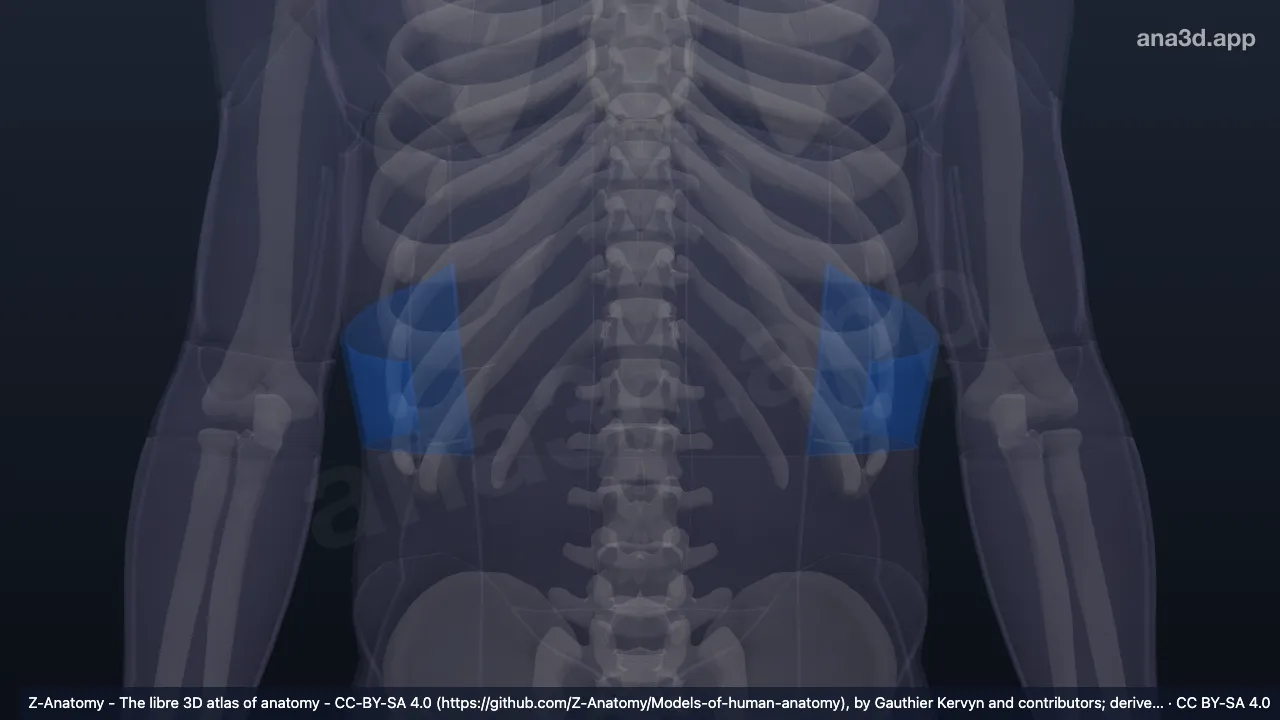 3D model: hypochondriac region