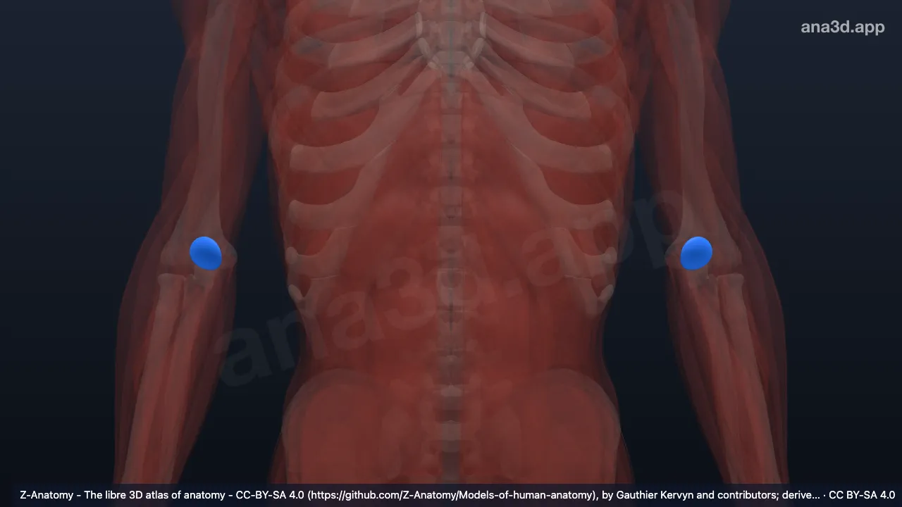 3D-Modell: Bursa subtendinea musculi tricipitis brachii
