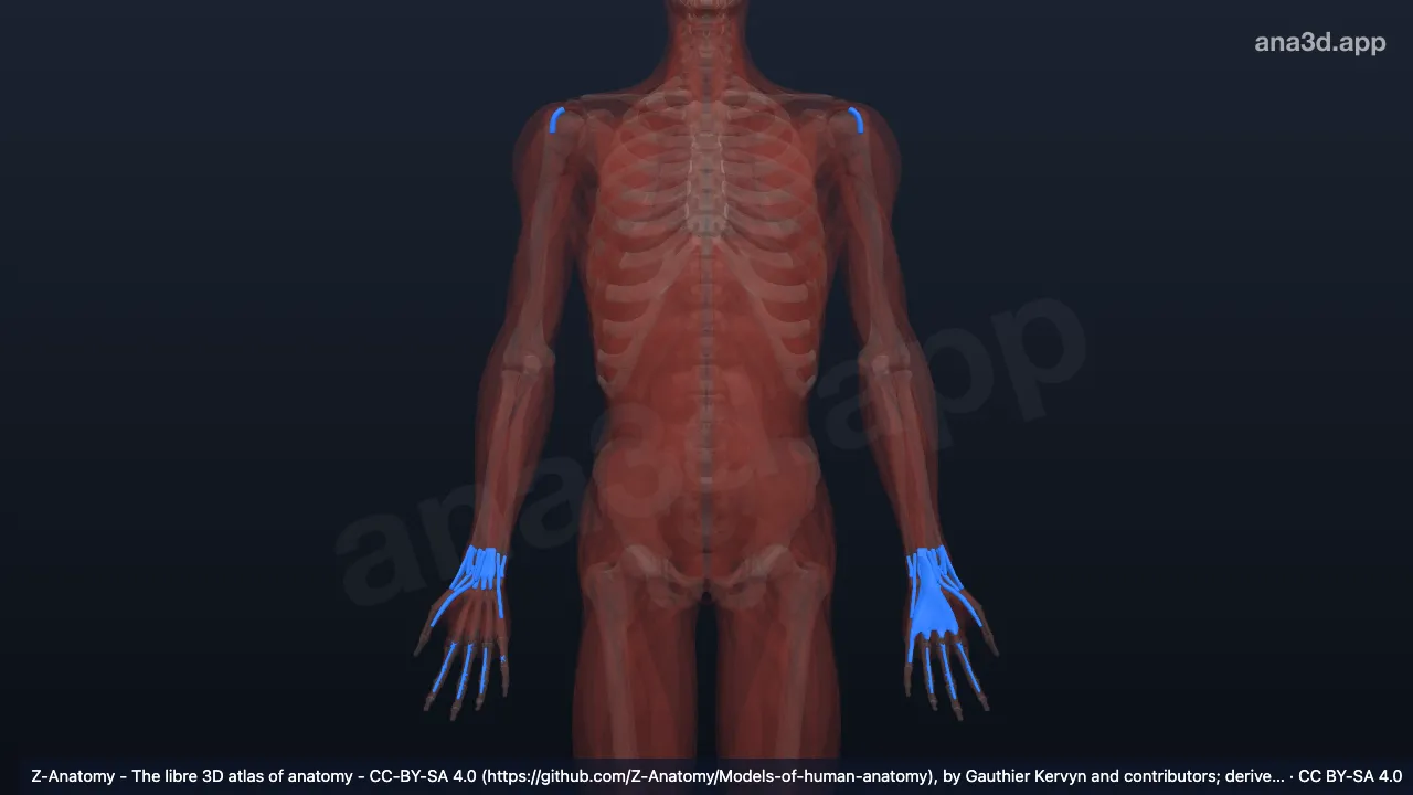 Modelo 3D: Bainhas de tendão do membro superior