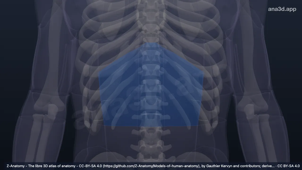 3D-Modell: Epigastrium
