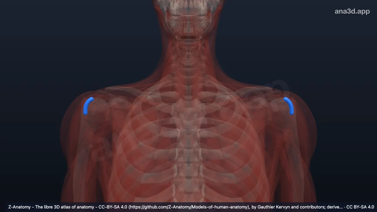 Modelo 3D: Bainha de tendão intertubercular