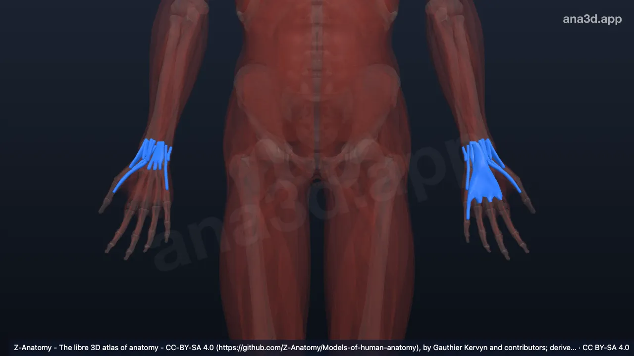 Model 3D: Selubung tendon karpal