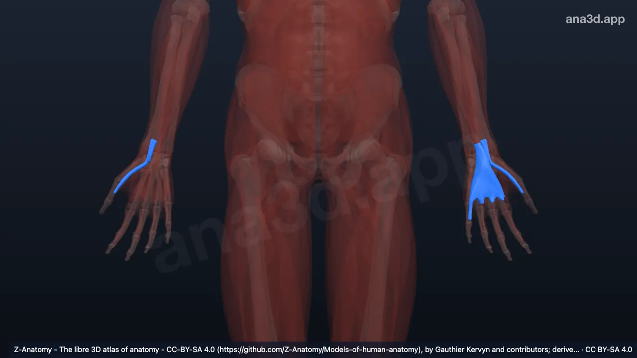 Modelo 3D: Bainhas do tendão do carpo palmar