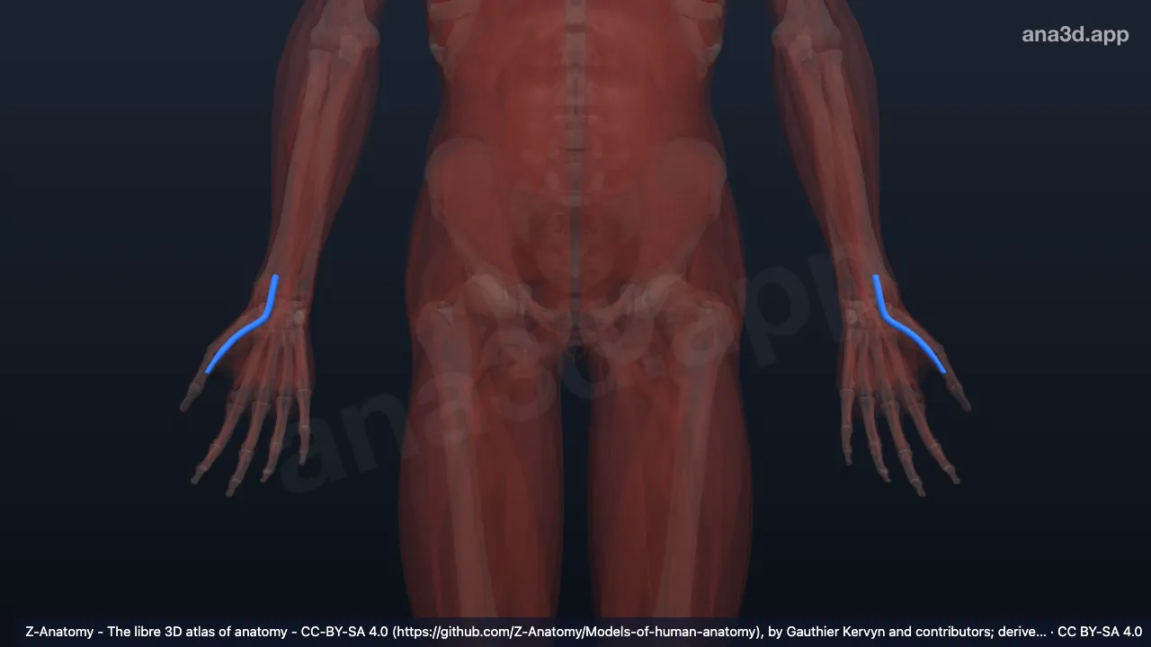 3D 모델: 긴엄지굽힘근의 힘줄집
